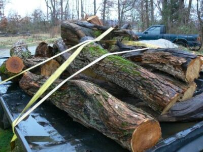 Osage Orange: A Wood for All Seasons Image